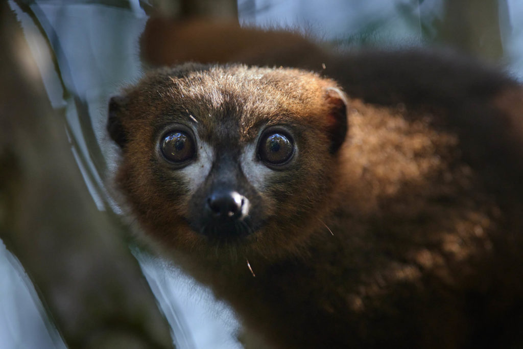 Lemure à ventre roux, Helpsimus