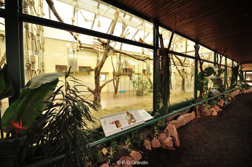 Volière des grands hapalémurs au Zoo de Cologne